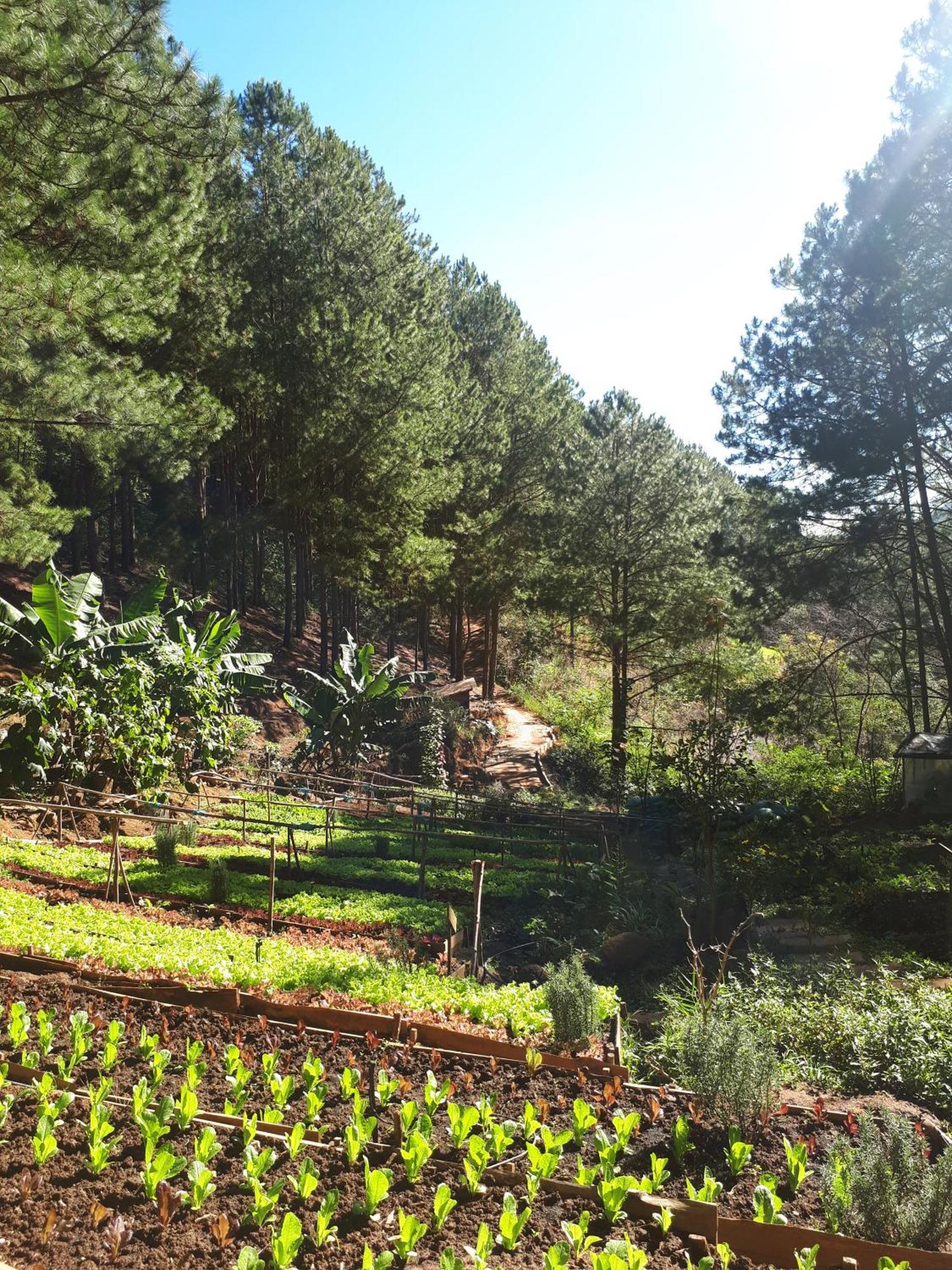 Mo Stay - Forest Resort Đà Lạt Ngoại thất bức ảnh